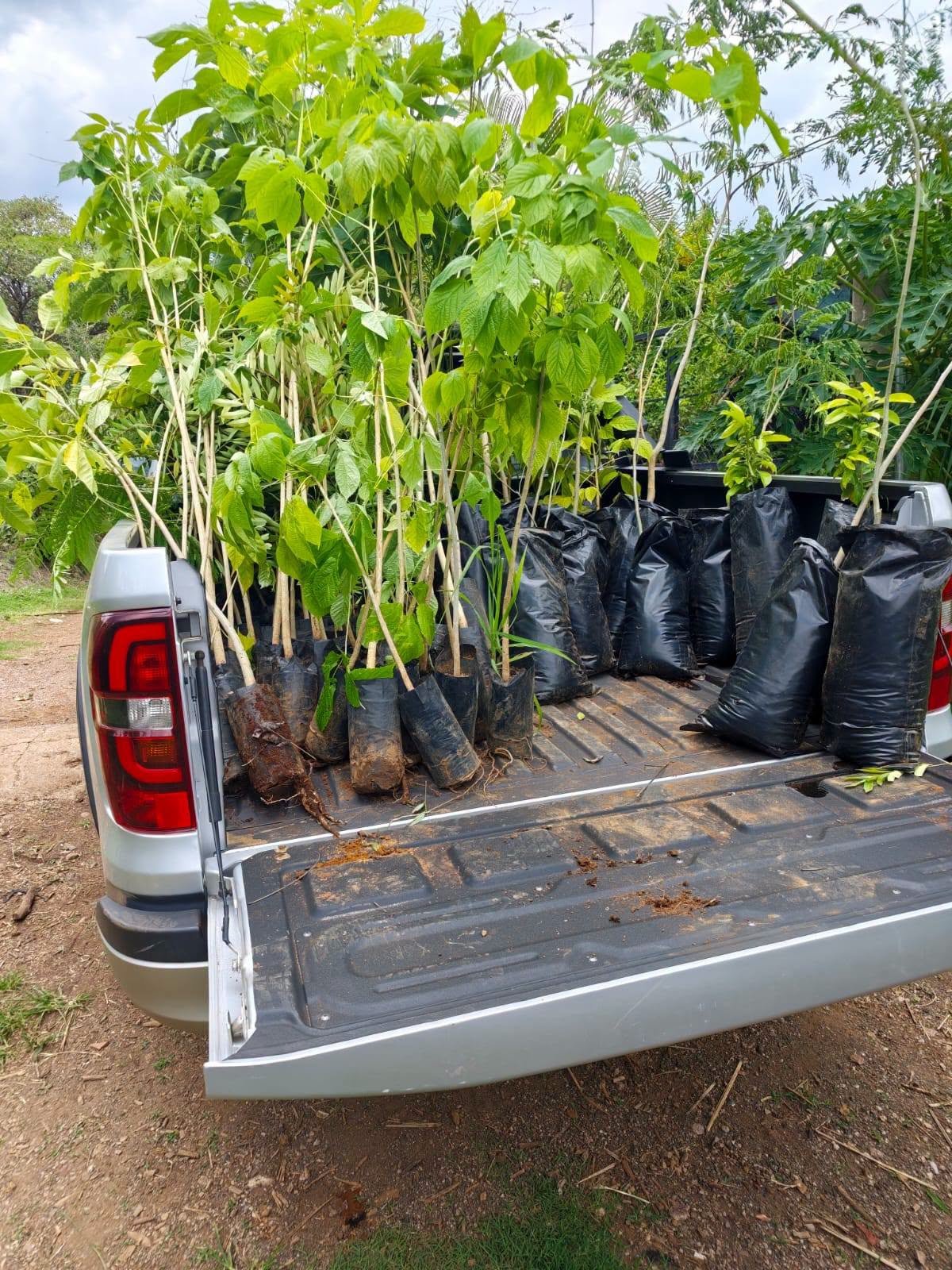 Jornada de reforestación